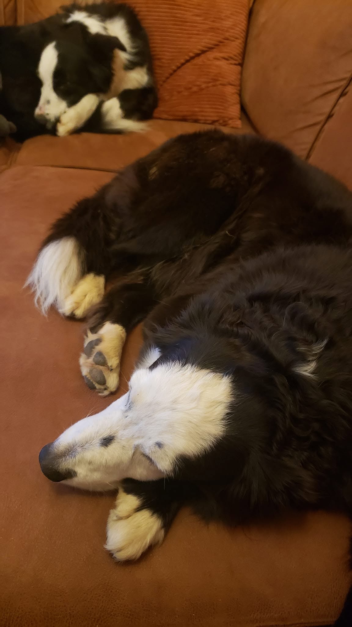 Sleeping dog