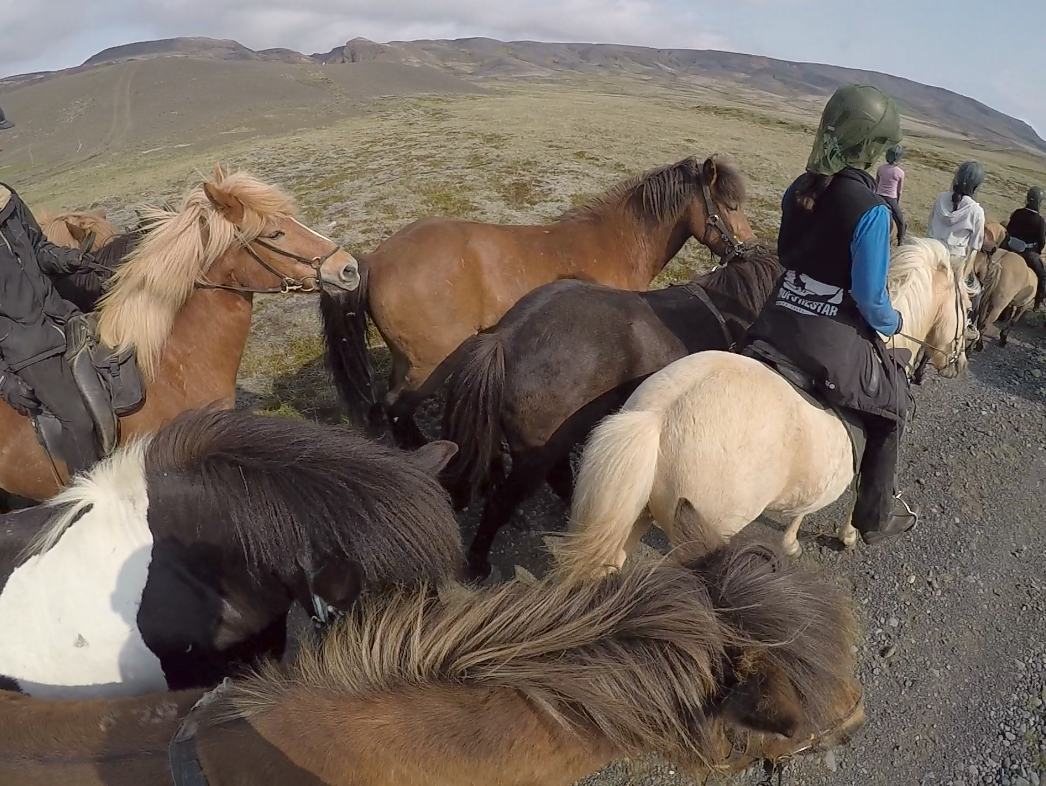 Horse riding iceland