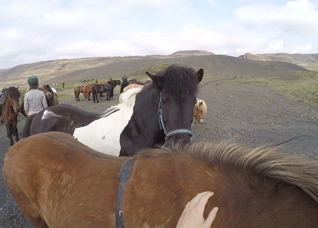 Horse riding iceland