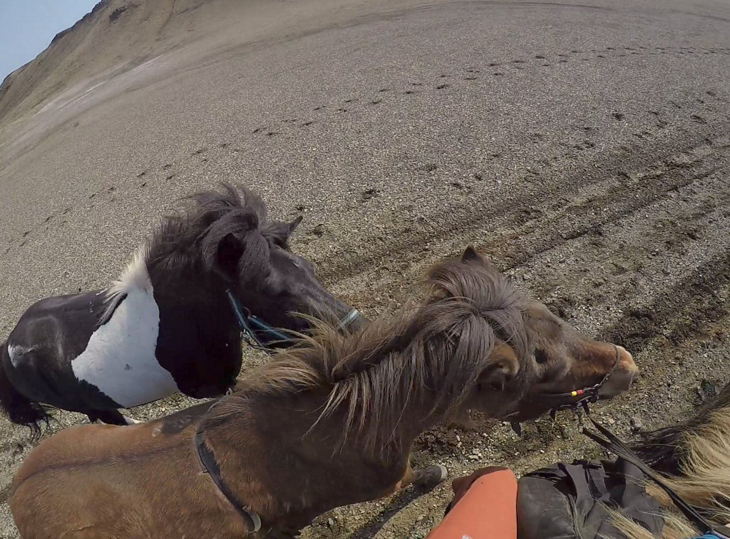 Horse riding iceland