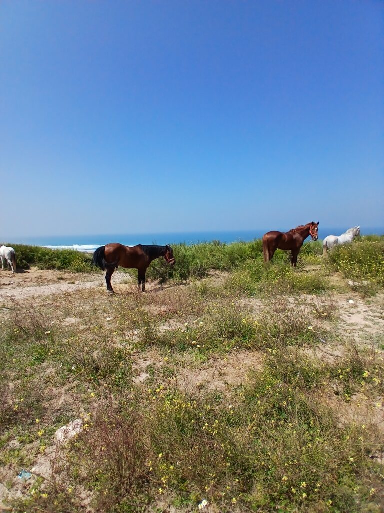 horses morocco