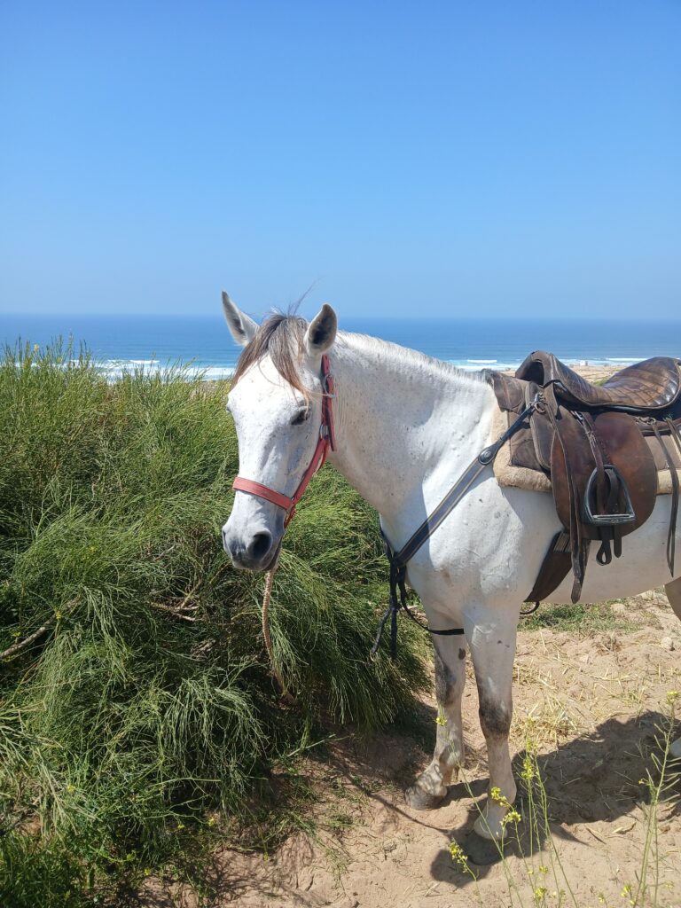 Aladin the horse