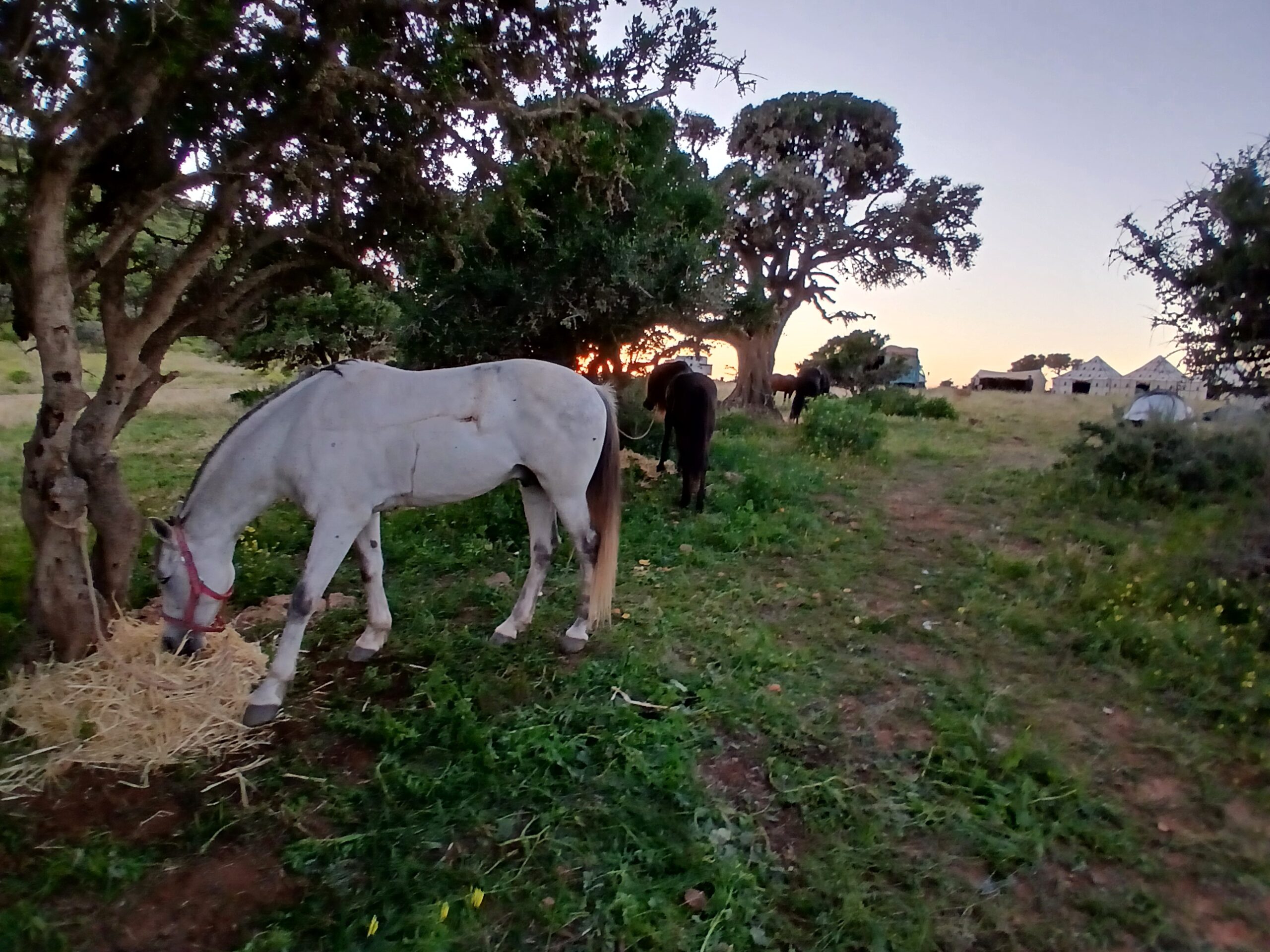 Horses tied to trees