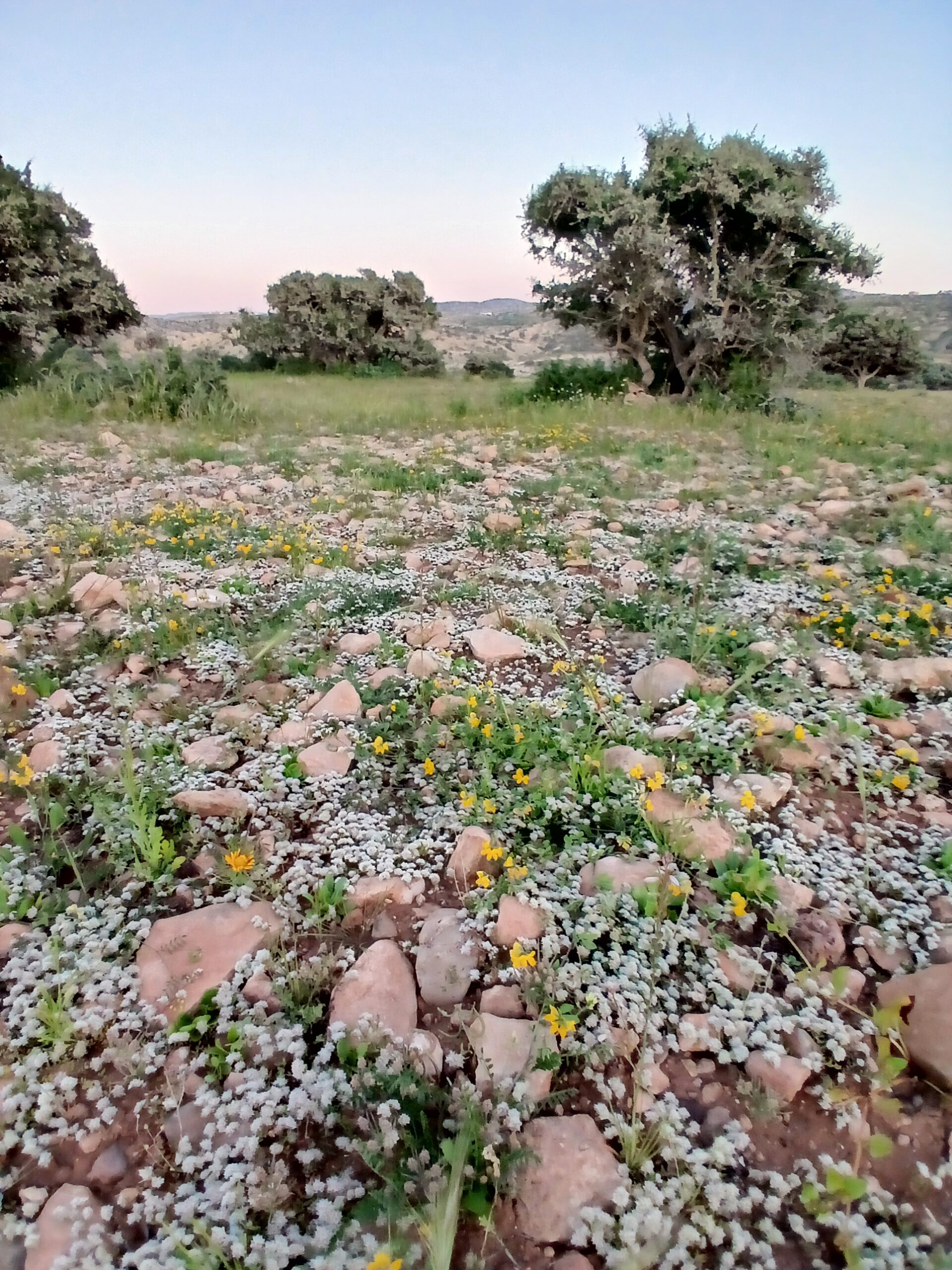 Flowers growing in a rocky area
