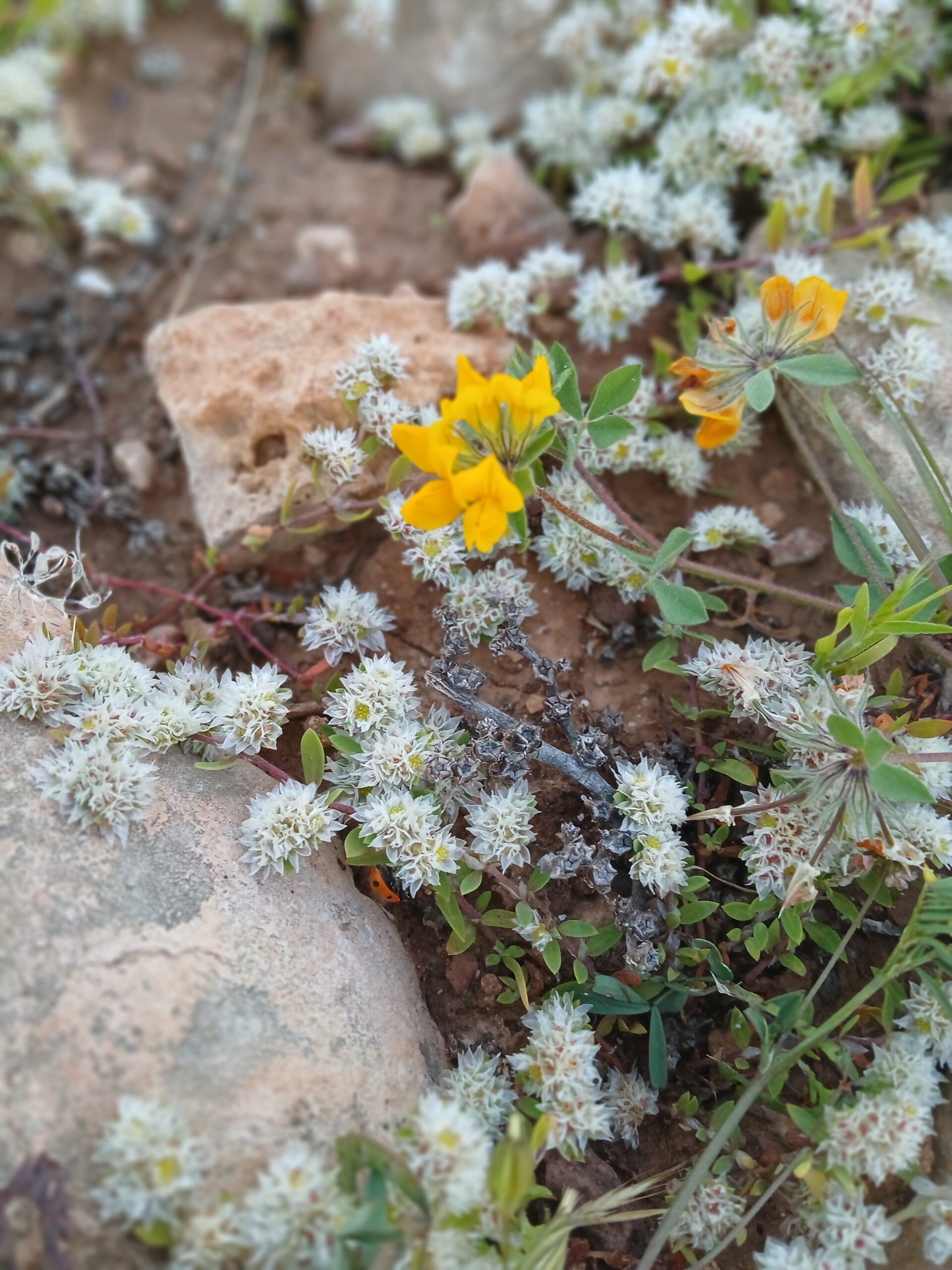 Close-up of flowers