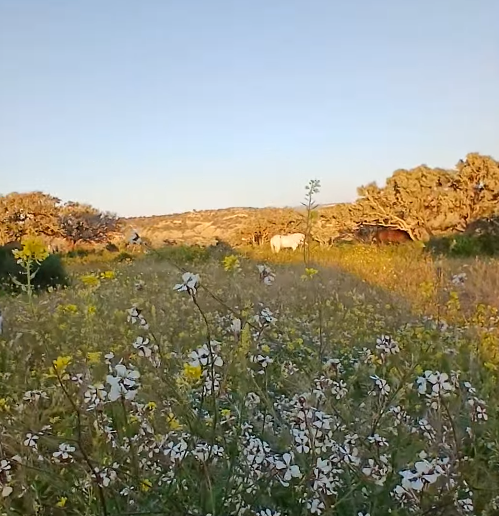 Flower field