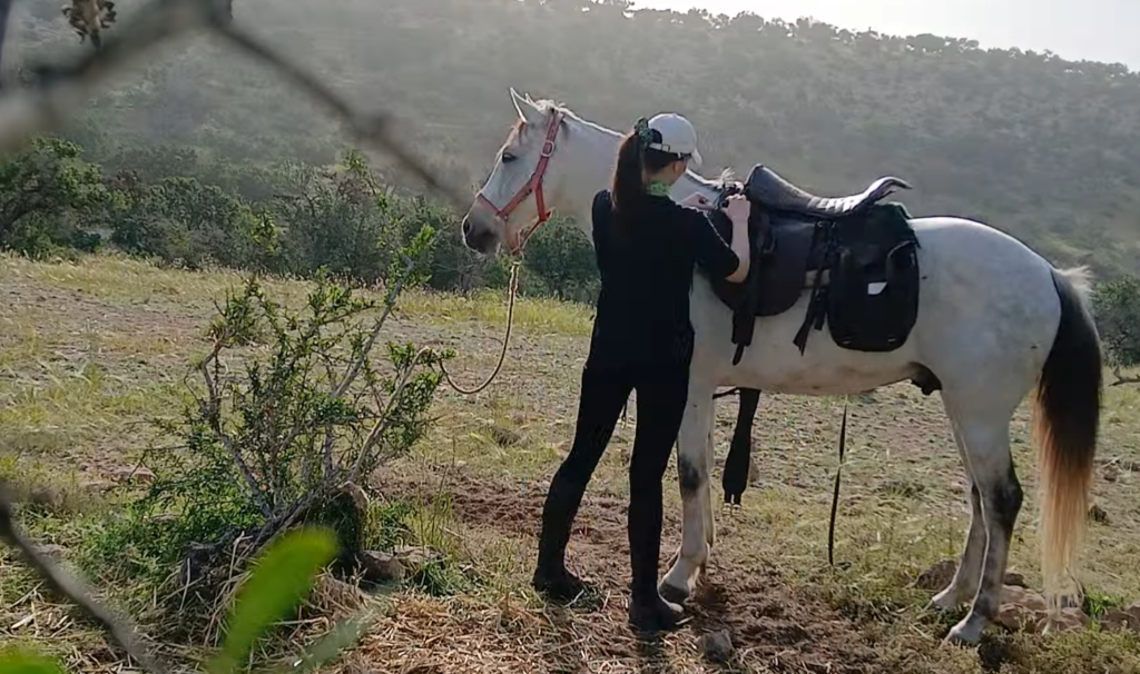 tacking horse